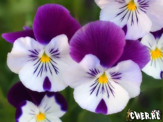 Wallpaper Collection Flowers