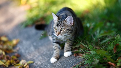 Computer Desktop Wallpapers Collection. www.cwer.ru