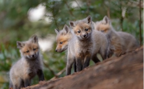 Computer Desktop Wallpapers Collection. www.cwer.ru