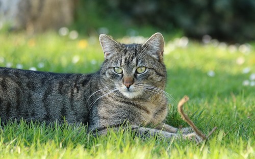 Computer Desktop Wallpapers Collection. www.cwer.ru