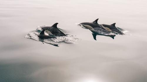 Computer Desktop Wallpapers Collection. www.cwer.ru